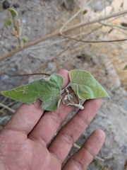 (c) Abraham Sánchez Romero, some rights reserved (CC BY) Bahiopsis tomentosa, photograph (c) Abraham Sánchez Romero, some rights reserved (CC BY)