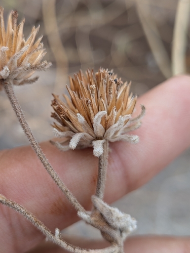 Bahiopsis tomentosa, photograph 3