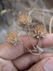 (c) Abraham Sánchez Romero, some rights reserved (CC BY) Bahiopsis tomentosa, photograph (c) Abraham Sánchez Romero, some rights reserved (CC BY)