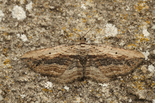 Small Waved Umber
