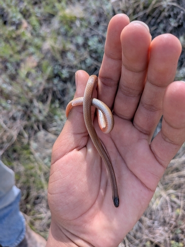 Plains Black-headed Snake