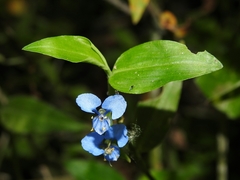 Commelina diffusa diffusa