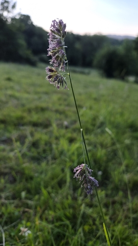 orchard grass