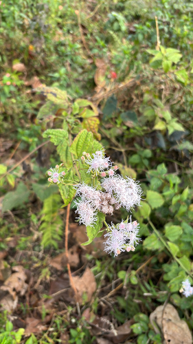 Siam weed