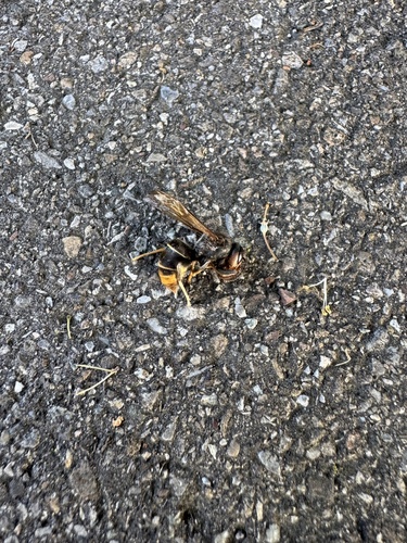 Yellow-legged Hornet