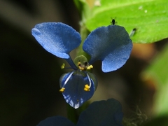 Commelina diffusa diffusa