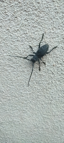 Morimus asper