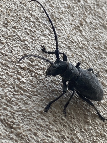 Morimus asper