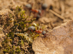Formica rufibarbis