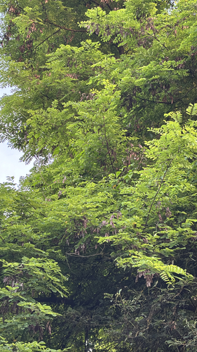 black locust