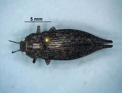 Dicerca tenebrica