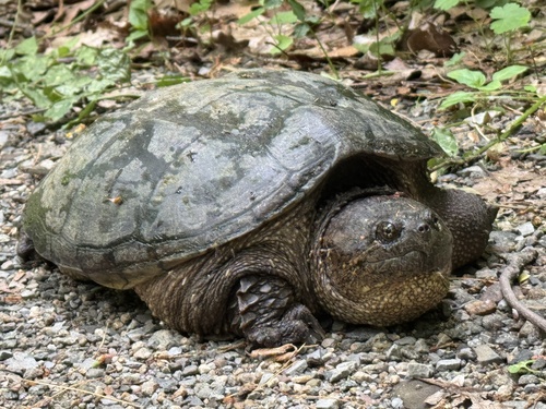 Snapping Turtle