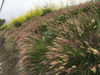Fountain Grass - Photo (c) btburke, some rights reserved (CC BY-NC), uploaded by btburke