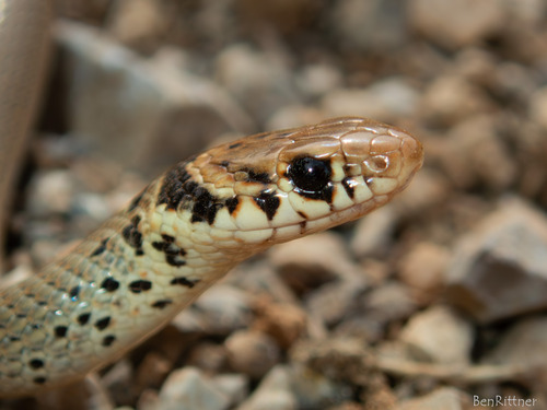 Levantine Dwarf Snake