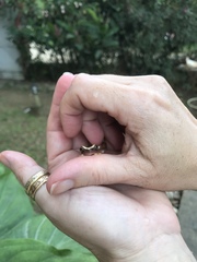 Dendropsophus elegans