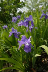 Iris tectorum
