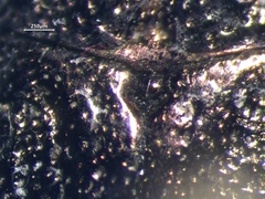 Dicerca tenebrica