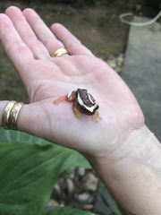 Dendropsophus elegans