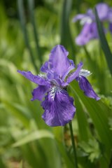 Iris tectorum