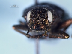 Dicerca tenebrica