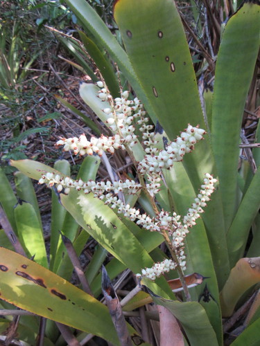 Wittmackia