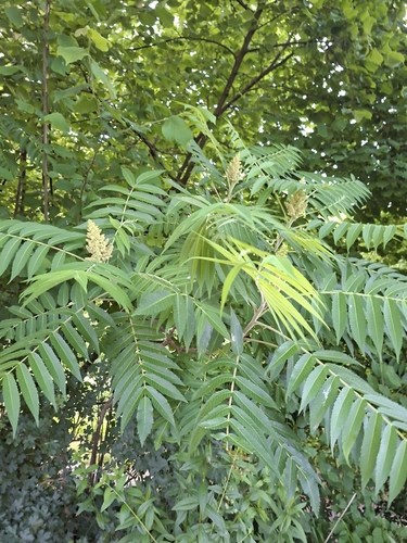 staghorn sumac