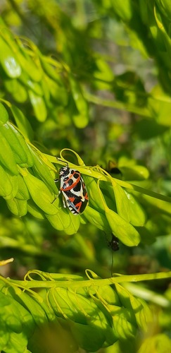 red cabbage bug