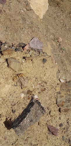 Andalusian wall lizard