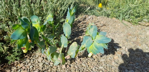 Cerinthe major oranensis