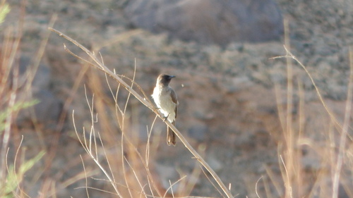 Common Bulbul