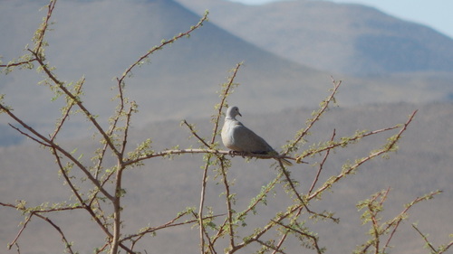 Eurasian Collared-Dove