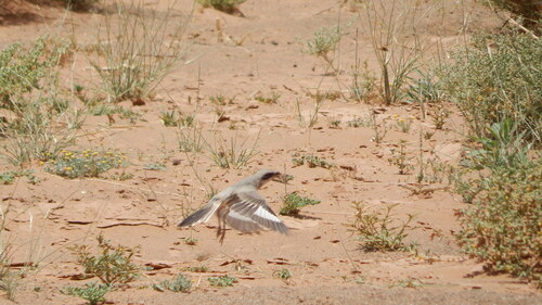 Desert Grey Shrike