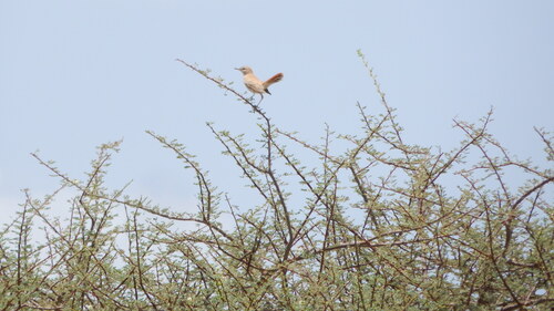 Rufous-tailed Scrub-Robin