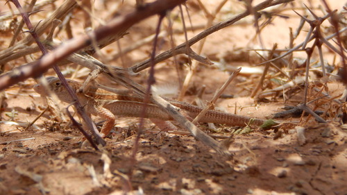 Bosc’s Fringe-toed lizard