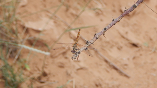 Violet Dropwing