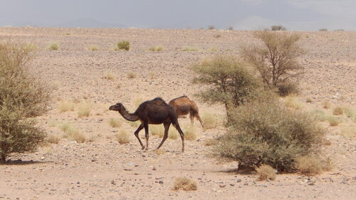 Dromedary Camel