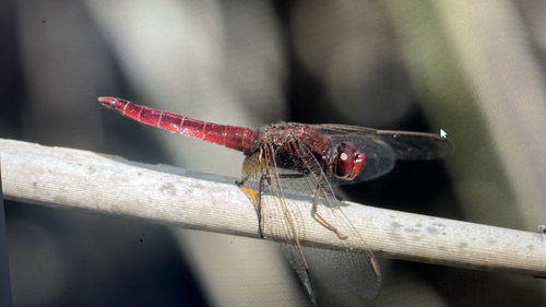 Broad Scarlet