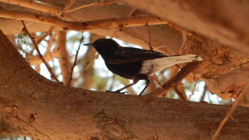 White-crowned Wheatear
