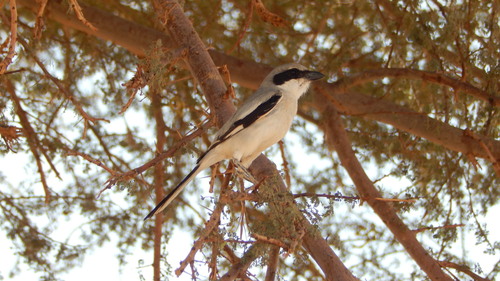 Desert Grey Shrike