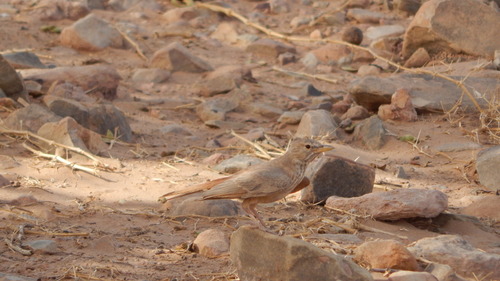 Desert Lark