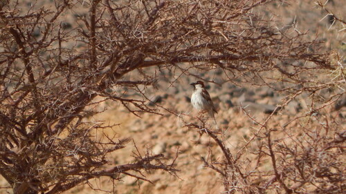 House Sparrow