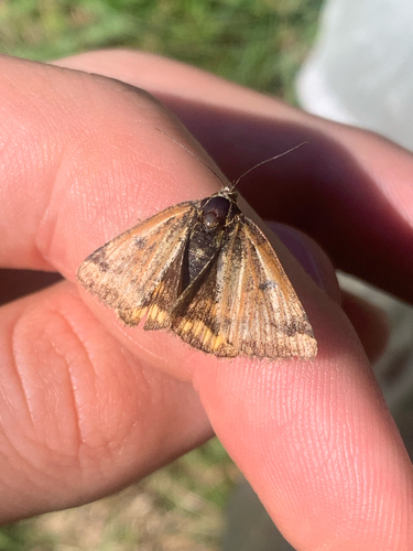 Burnet Companion