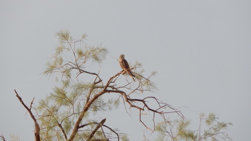 Eurasian Kestrel
