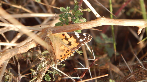 Painted Lady