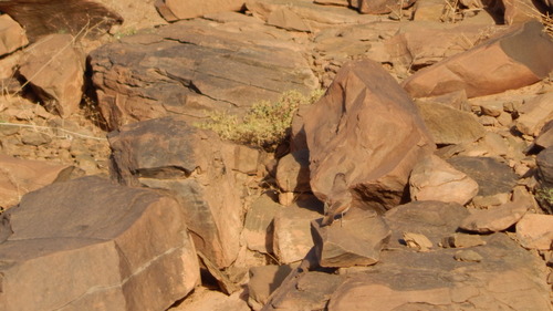 Desert Lark