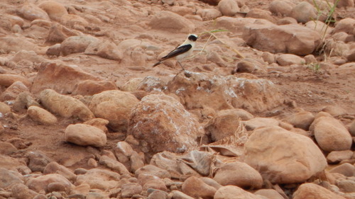 Western Black-eared Wheatear