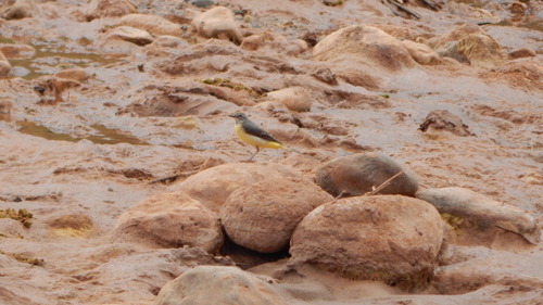 Grey Wagtail