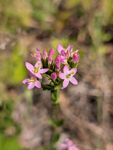 Common centaury
