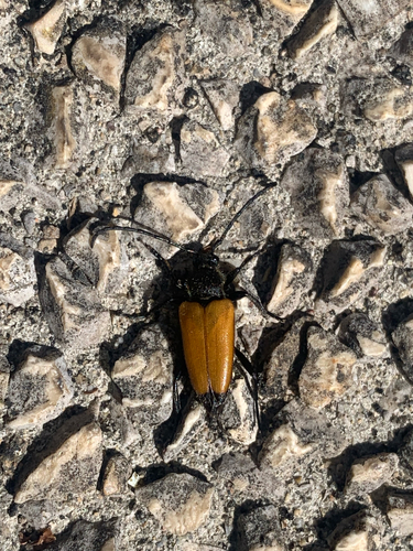 tawny longhorn beetle