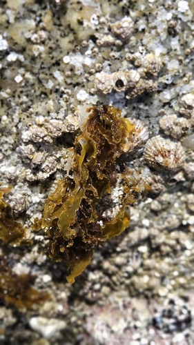 Rissoella verruculosa observed 2026-06-07
